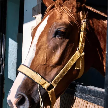 Apollon Garden Pamukkale Ντενιζλί