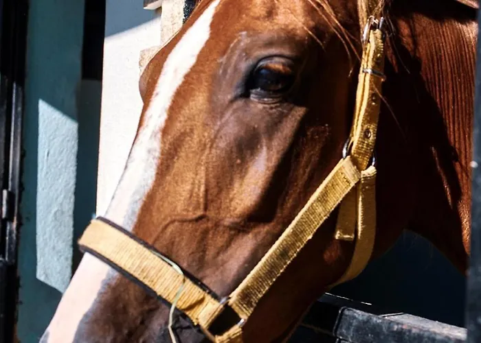 Apollon Garden Pamukkale Denizli (Denizli)